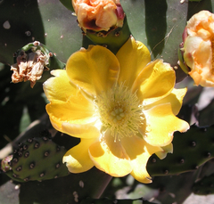 Opuntia elata
