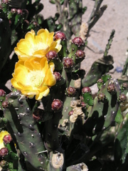 Opuntia elata