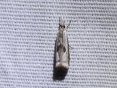 Microcrambus croesus