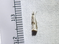 Microcrambus croesus
