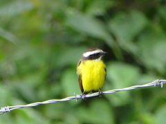 Myiozetetes cayanensis