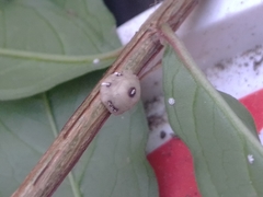 Ceroplastes cirripediformis