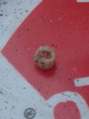 Ceroplastes cirripediformis