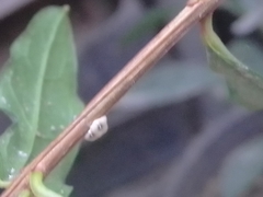 Ceroplastes cirripediformis