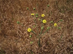 Holocarpha macradenia