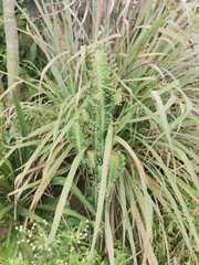 Image of Euphorbia trigona