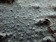 Pertusaria subambigens