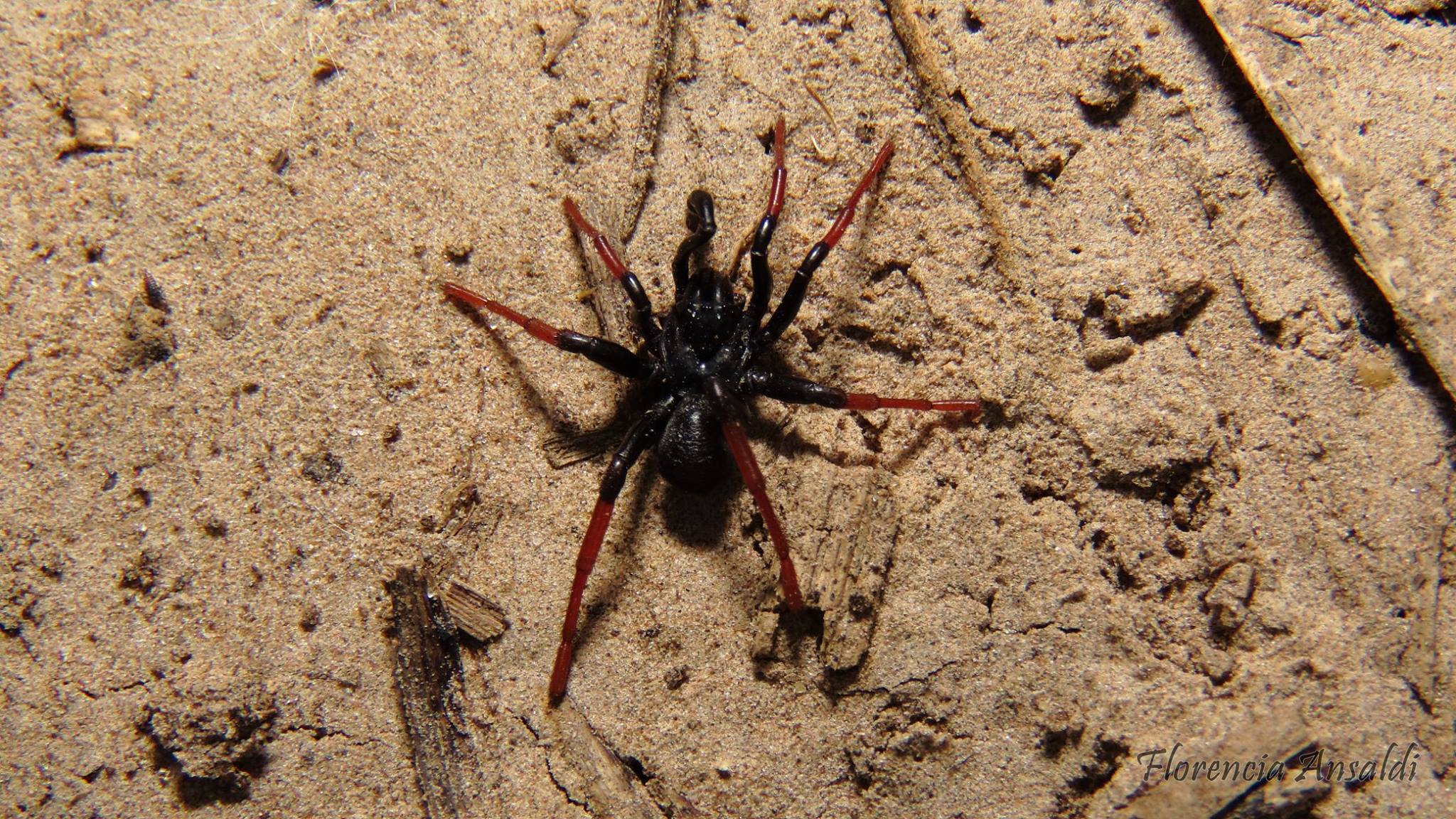 Actinopus longipalpis C.L.Koch, 1842