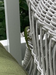 Anolis carolinensis