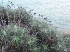 Ptilostemon chamaepeuce