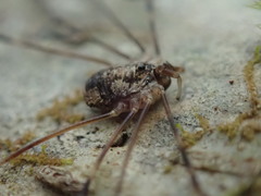 Leptobunus parvulus