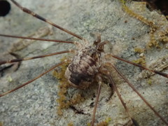 Leptobunus parvulus