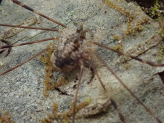 Leptobunus parvulus