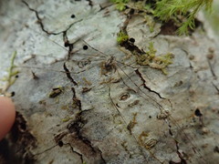 Leptobunus parvulus