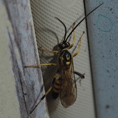 Ichneumon annulatorius