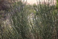 Osyris alba