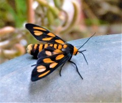 Amata humeralis