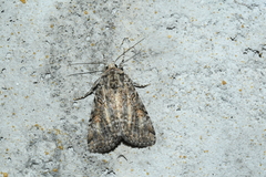 Anaplectoides pressus