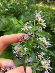 Symphyotrichum × tardiflorum