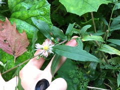 Symphyotrichum × tardiflorum