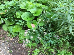 Symphyotrichum × tardiflorum