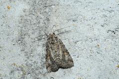 Anaplectoides pressus