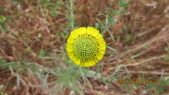 Holocarpha macradenia