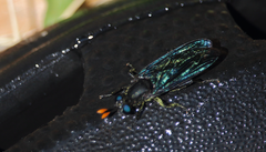 Paramydas igniticornis