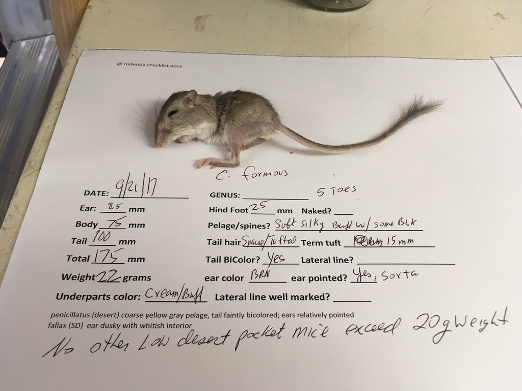 Long-tailed Pocket Mouse