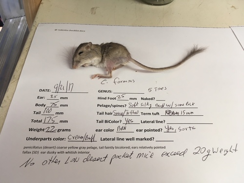 Long-tailed Pocket Mouse