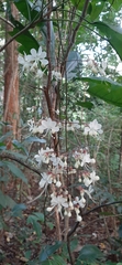 Clerodendrum schmidtii