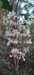 Clerodendrum schmidtii