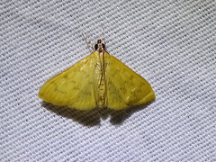 Loxomorpha flavidissimalis