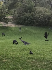 Corvus brachyrhynchos