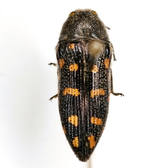Acmaeodera delumbis