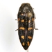 Acmaeodera delumbis - Photo (c) Mike Quinn, Austin, TX, some rights reserved (CC BY-NC), uploaded by Mike Quinn, Austin, TX