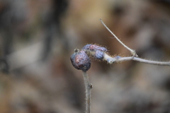 Diplolepis nodulosa