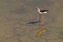 Himantopus mexicanus