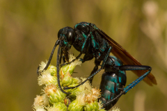 Pepsis