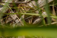 Leptodactylus gracilis