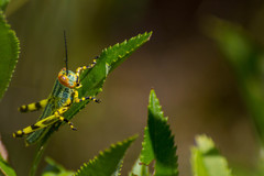 Zoniopoda tarsata
