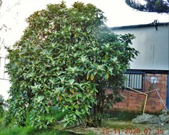 Iochroma fuchsioides