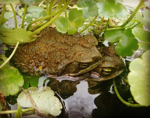 Argentine Toad