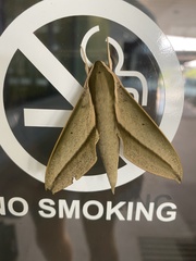 Theretra queenslandi