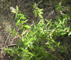 Veronica ligustrifolia