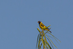 Spinus magellanicus