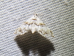 Oxyelophila callista