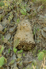 Polybia sericea
