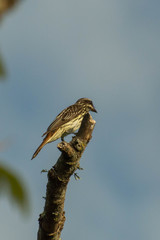 Myiodynastes maculatus