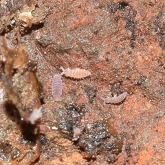 Ceratophysella